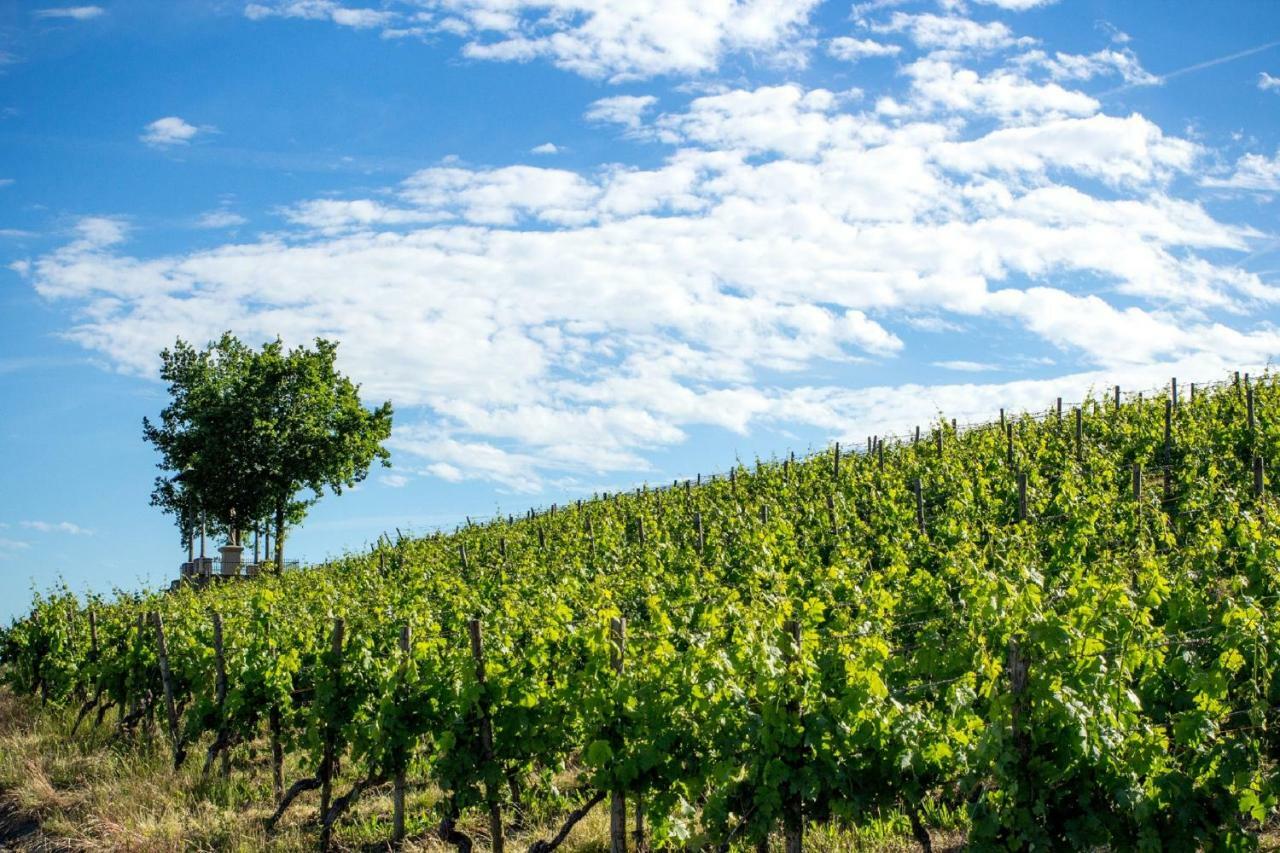 Apartamento Weingut Knauer Dettelbach Exterior foto